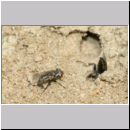 Trabantenfliege als Parasit bei Oxybelus bipunctatus - Fliegenspiesswespe 02.jpg